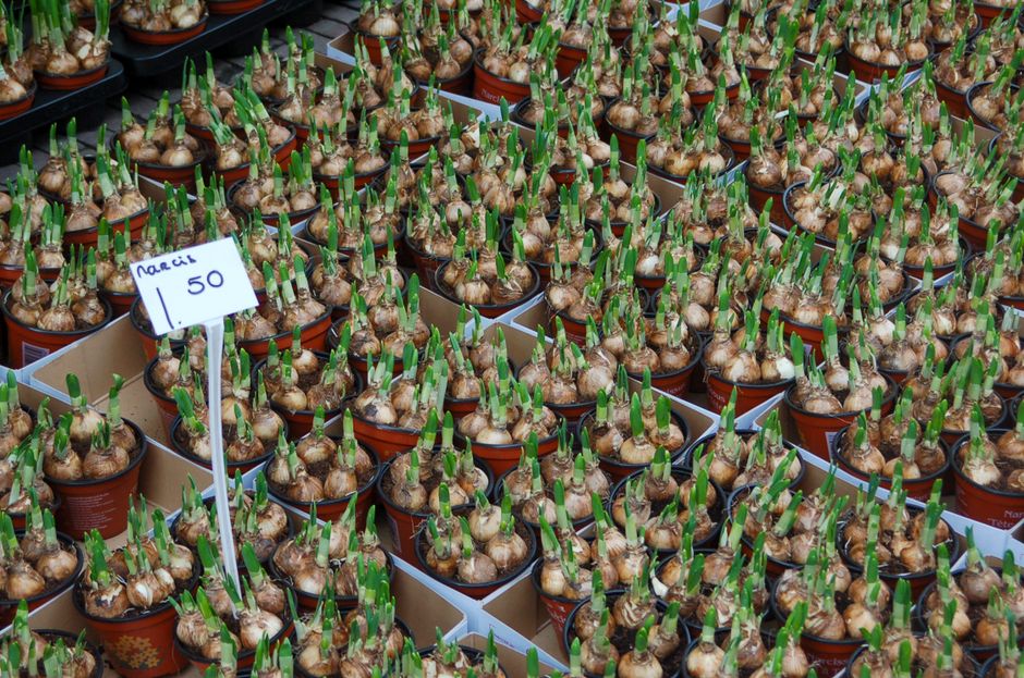 The Only Flower Bulb Planting System That Actually Works