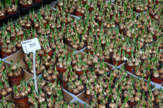 The Only Flower Bulb Planting System That Actually Works