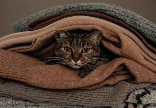 How to Remove Pet Fur from Furniture and Clothes Without Lint Rollers