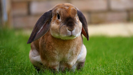 How to Safely Clean Your Rabbit's Ears Without Causing Stress or Injury
