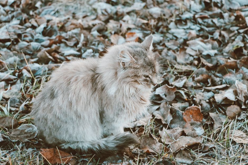 Winter Cat Litter & Hygiene: Combat Static, Dry Air, and Lingering Odor