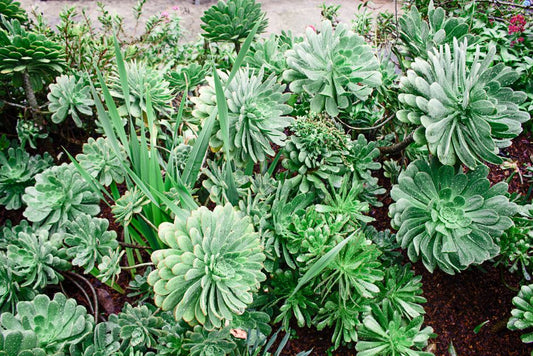 The No-Fuss Garden: Your Complete Guide to Low Maintenance Drought Tolerant Plants