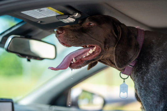 Cooling Anxiety: Essential Heat Safety Strategies for Nervous Pets