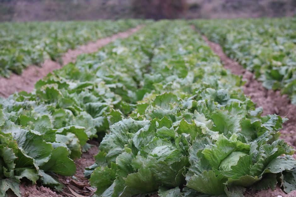 The Organic Lettuce Grower's Secret: Soil Life Over Synthetic Fixes