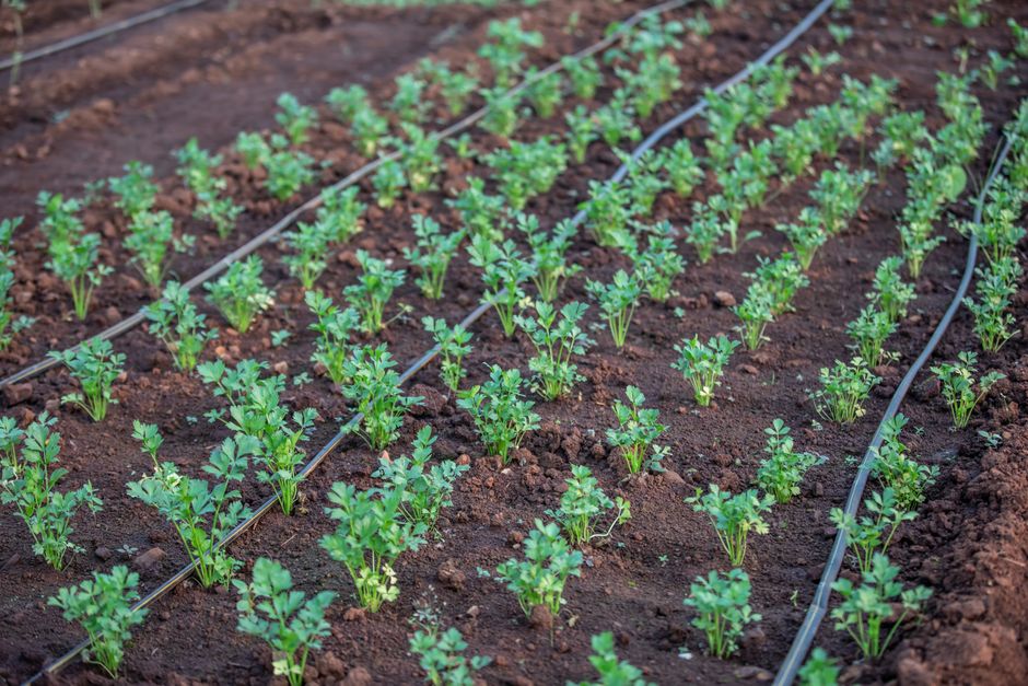 Why Your Drip Irrigation System is Failing (and How to Fix It for Good)