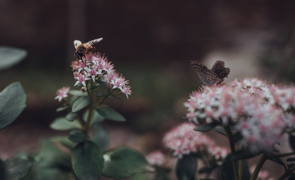 Budget Pollinator Garden: Attract Bees and Butterflies Without Spending a Fortune