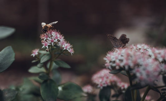 Budget Pollinator Garden: Attract Bees and Butterflies Without Spending a Fortune