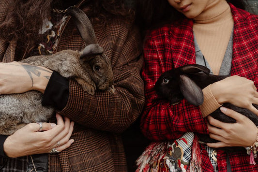 The Multi-Pet Household Rabbit Care Guide: Products That Bridge Species Safely