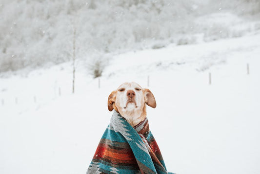 DIY Pet Winter Care: Homemade Solutions for a Cozy, Healthy Season