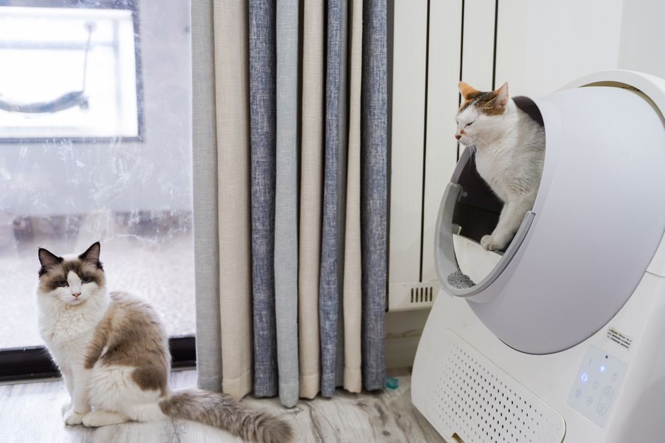 Clumping vs. Crystal Cat Litter: Which Is Better for Odor Control and Your Cat’s Health?