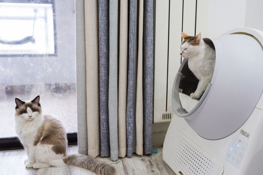 Clumping vs. Silica vs. Biodegradable: Which Cat Litter Really Controls Odor Best?