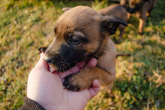 Gentle Puppy Training Techniques for Senior Pets: Building Trust and Routine