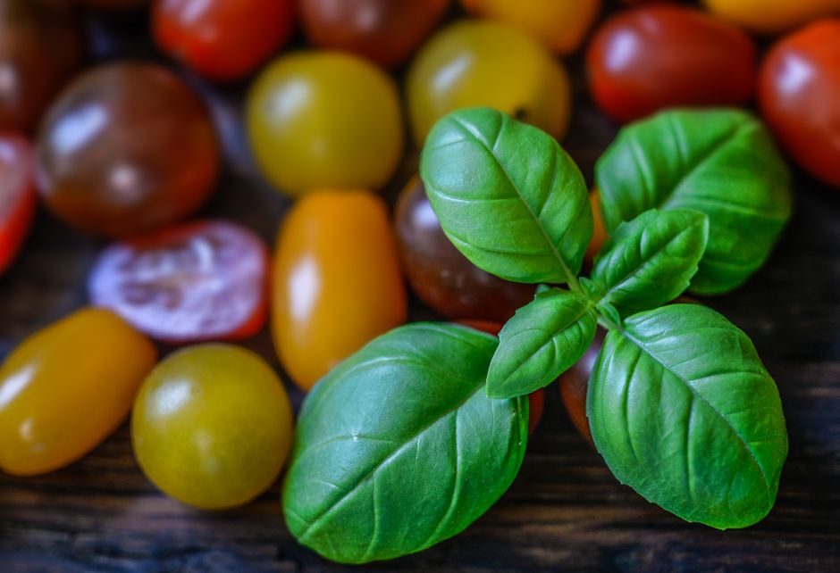 Why Are My Tomato Plant Leaves Turning Yellow? A Complete Diagnosis and Fix Guide