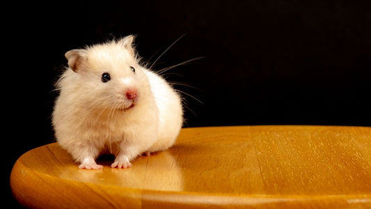 Prevent Common Hamster Health Issues Before They Start: A Complete Guide