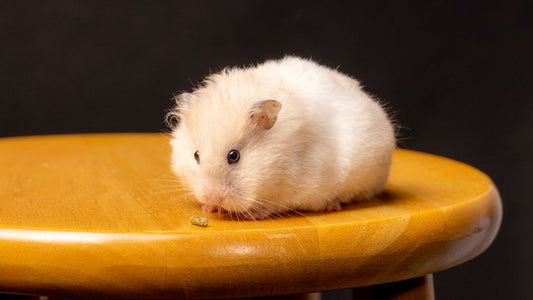 How to Stop a Hamster From Chewing Its Cage Bars: 6 Vet-Approved Solutions