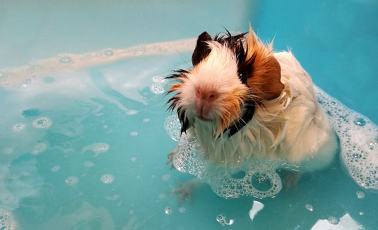 How to Safely Bathe a Hamster Without Causing Stress or Injury