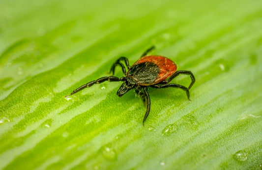 Summer Flea and Tick Prevention: The Complete System That Actually Works