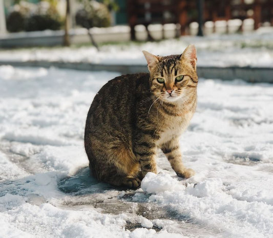 Winter-Proofing Your Cat: Essential Care for Cold Months
