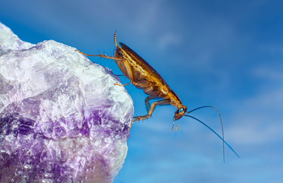 Pest Control That Actually Work: Ditch the Myths and Use Proven Strategies