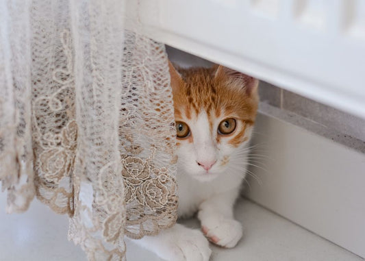 The Unspoken Signs: How to Detect Hidden Pet Odors and Stains Before They Become a Problem