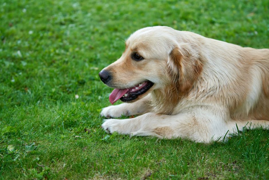 How to Reduce Excessive Shedding in Golden Retrievers with Grooming and Diet