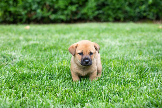 The Complete Beginner’s Guide to Caring for a Puppy: Essential Systems for a Healthy Start