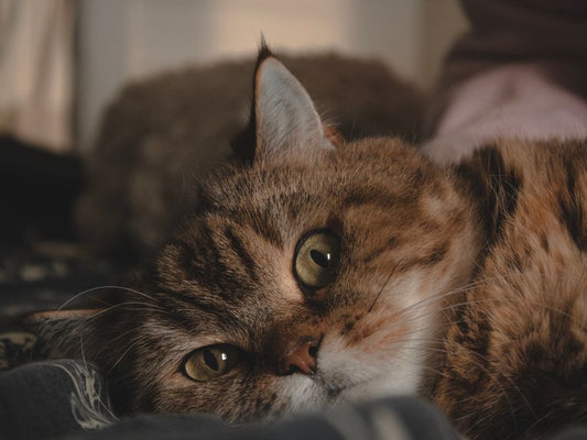 7 Common Pet Ear and Eye Care Mistakes Every Owner Makes