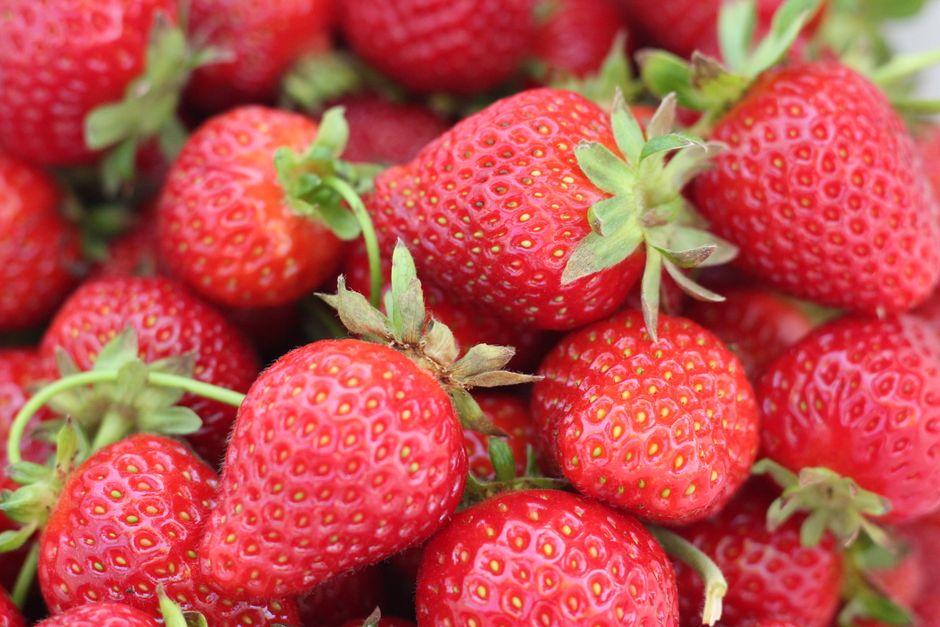 The Complete Apartment Strawberry Growing System: From Windowsill to Harvest