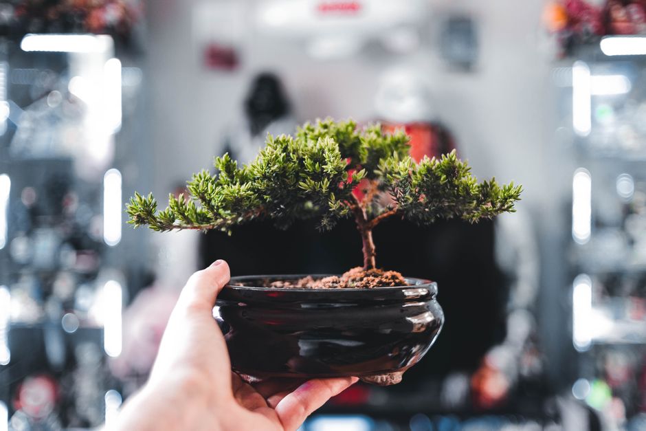 How to Keep a Ficus Bonsai Alive: Essential Watering and Pruning Techniques for Beginners