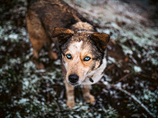 Winter-Proofing Your Pet’s Eyes and Ears: The Complete Guide to Cold Weather Care