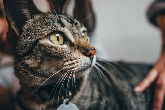 Senior Pet Eye and Ear Care: A Complete Guide to Managing Age-Related Issues