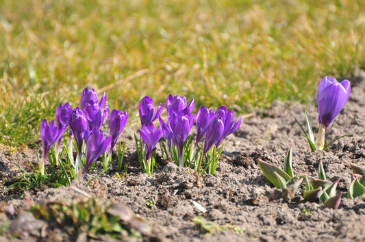 How to Plant Flower Bulbs With Kids: A Fun, Hands-On Gardening Adventure