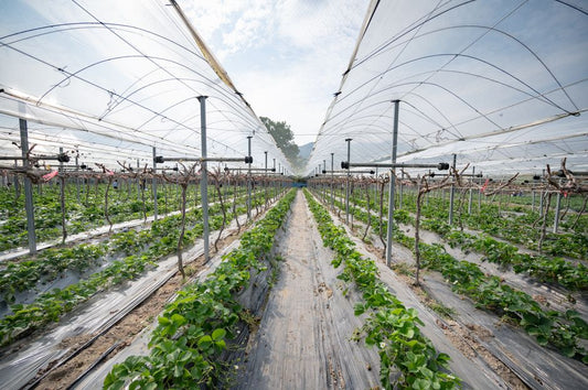 The Secret Art of Cucumber Trellising: Tips and Tricks for Maximum Yield