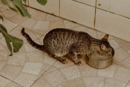 The Multi-Pet Household Water System: Keeping Cats, Dogs, and Small Animals Hydrated Without Conflict