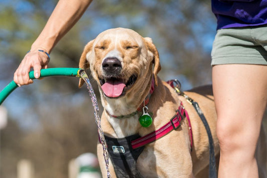 Summer Heat Survival Guide for Pets: Cooling Nutrition and Hydration Systems That Work