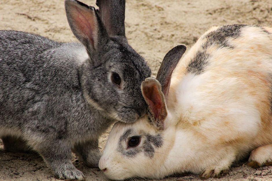 How to Introduce a New Rabbit to Your Existing Bunny: Step-by-Step Bonding Guide