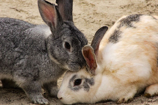 How to Introduce a New Rabbit to Your Existing Bunny: Step-by-Step Bonding Guide