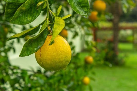 How to Treat Sticky Leaves on Indoor Citrus Trees and Restore Their Health