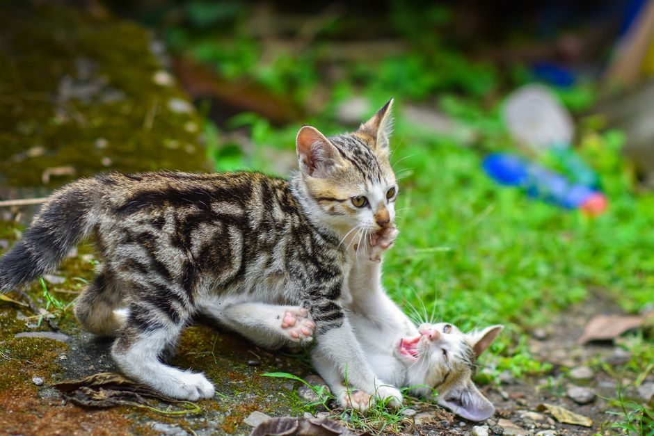 How to Introduce a New Kitten to Your Resident Cat Without Fighting