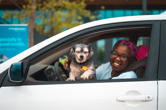 Vet-Approved Tips for Traveling With Senior Pets: A Complete Guide