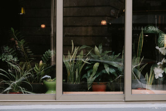 The Ultimate Guide to Low-Maintenance ZZ Plant Care for Busy People