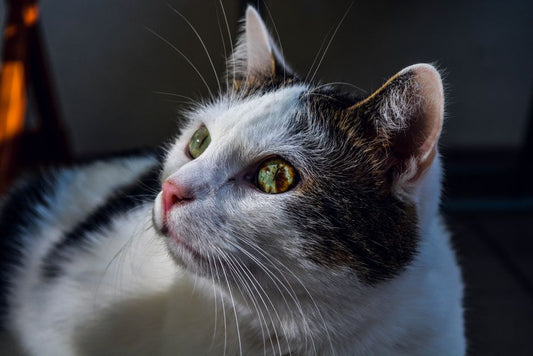 The Multi-Pet Household Ear and Eye Care System: A Practical Guide to Preventing Cross-Contamination