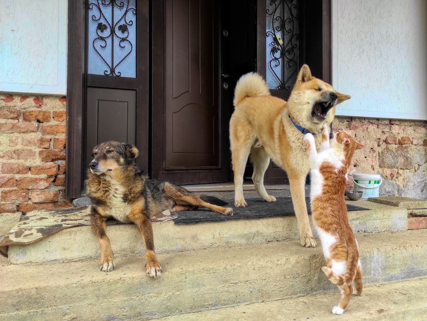 How to Introduce a New Cat to a Home with Dogs: A Step-by-Step Guide