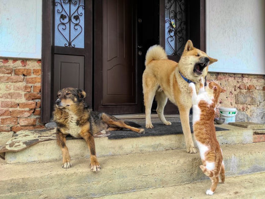 How to Introduce a New Cat to a Home with Dogs: A Step-by-Step Guide