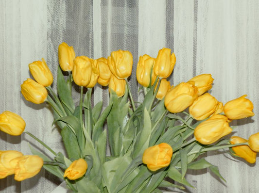 How to Force Tulip Bulbs Indoors for Winter Blooms: A Step-by-Step Guide