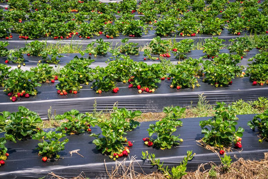 7 Strawberry Growing Tips and Tricks That Most Gardeners Overlook