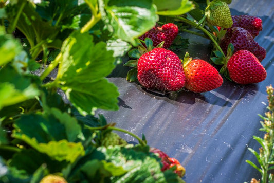 The 5 Most Overlooked Strawberry Growing Mistakes and How to Avoid Them for a Bountiful Harvest