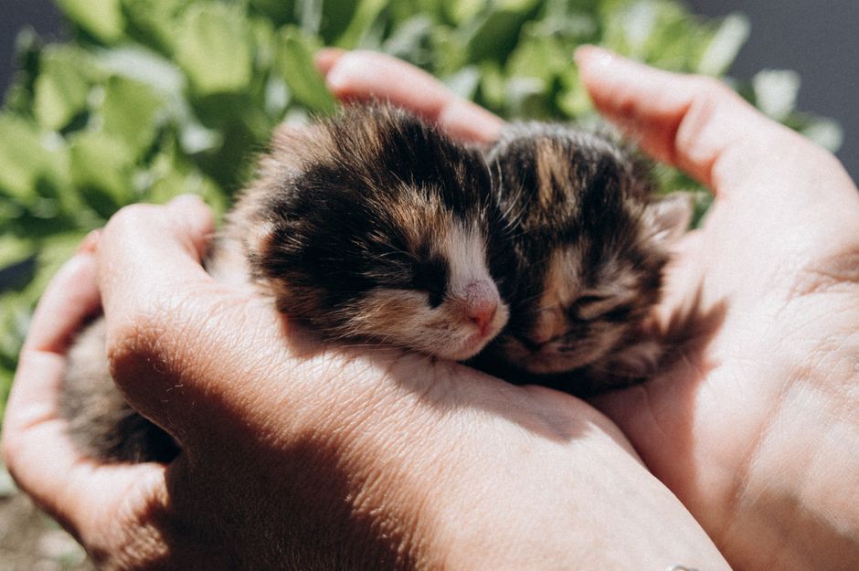 Complete Guide to Caring for a Senior Kitten: Essential Products and Tips for Aging Felines