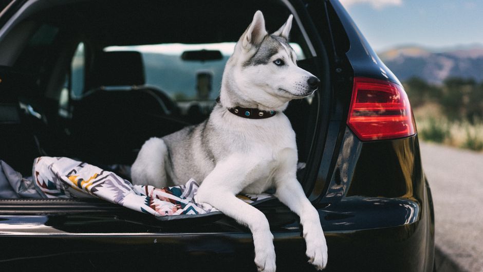 Step-by-Step Guide to Overnight Pet Travel by Car