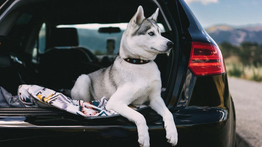 Step-by-Step Guide to Overnight Pet Travel by Car